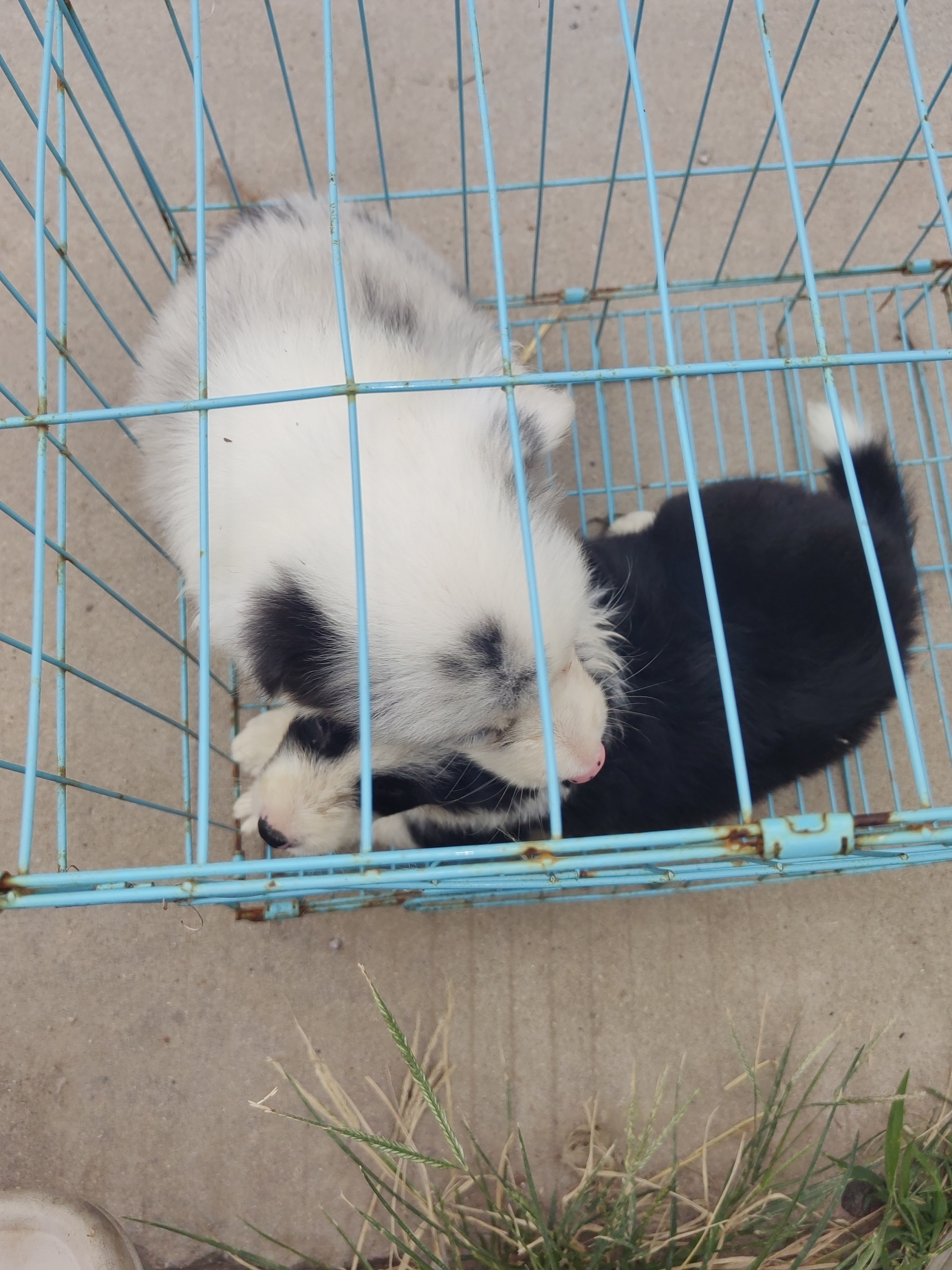 蓝陨石